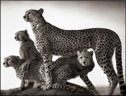 Nick Brandt,Cheetah and Cubs, Maasai Mara