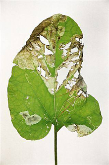 Janet Malcolm, Burdock
